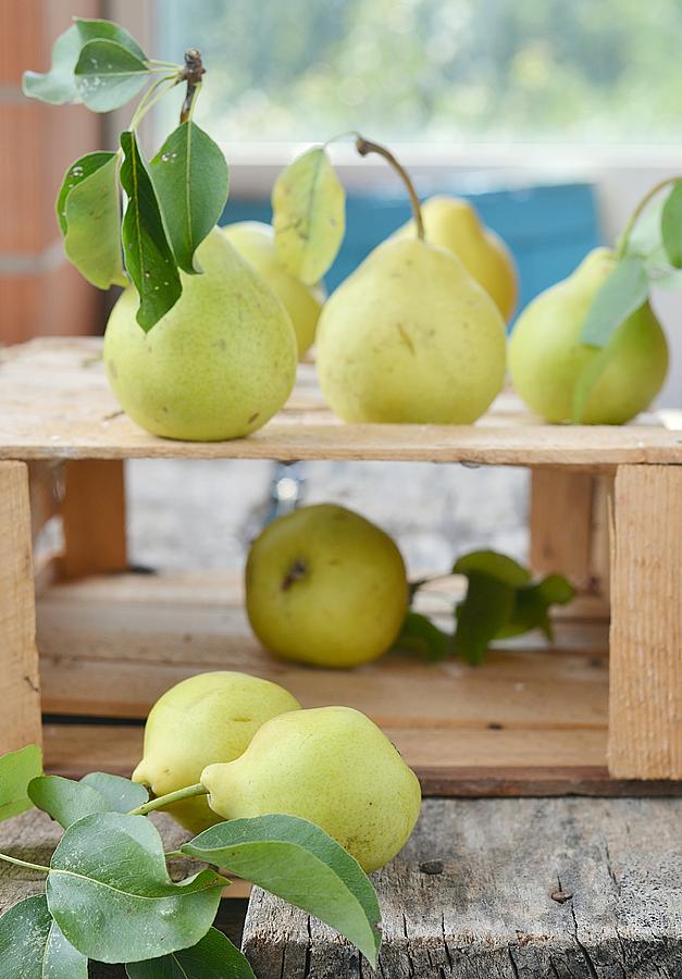Pears #1 Photograph by Zoryana Ivchenko