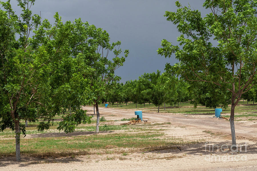 Pecan Trees In New Mexico Desert #1 Photograph by Jim West/science Photo Library