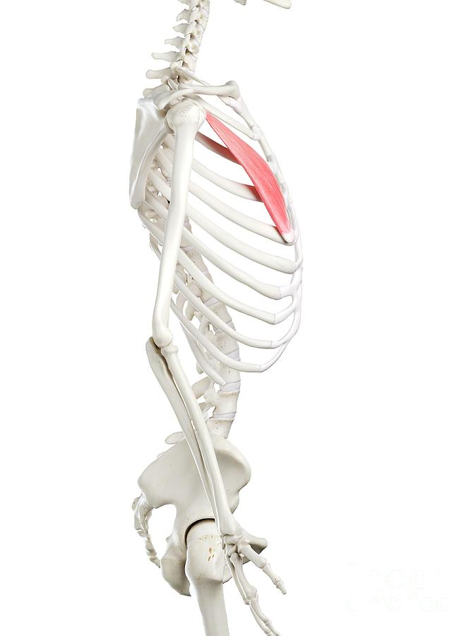 Skeleton Photograph - Pectoralis Minor Muscle #1 by Sebastian Kaulitzki/science Photo Library