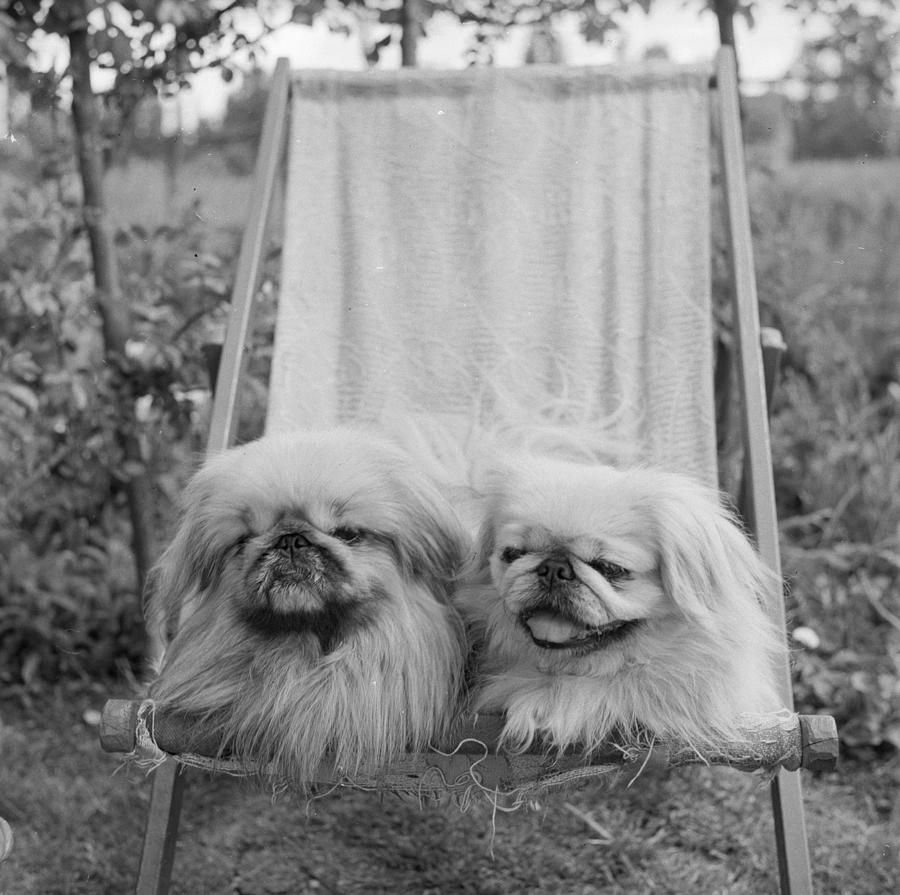 Pekinese Pets #1 Photograph by R. Mathews