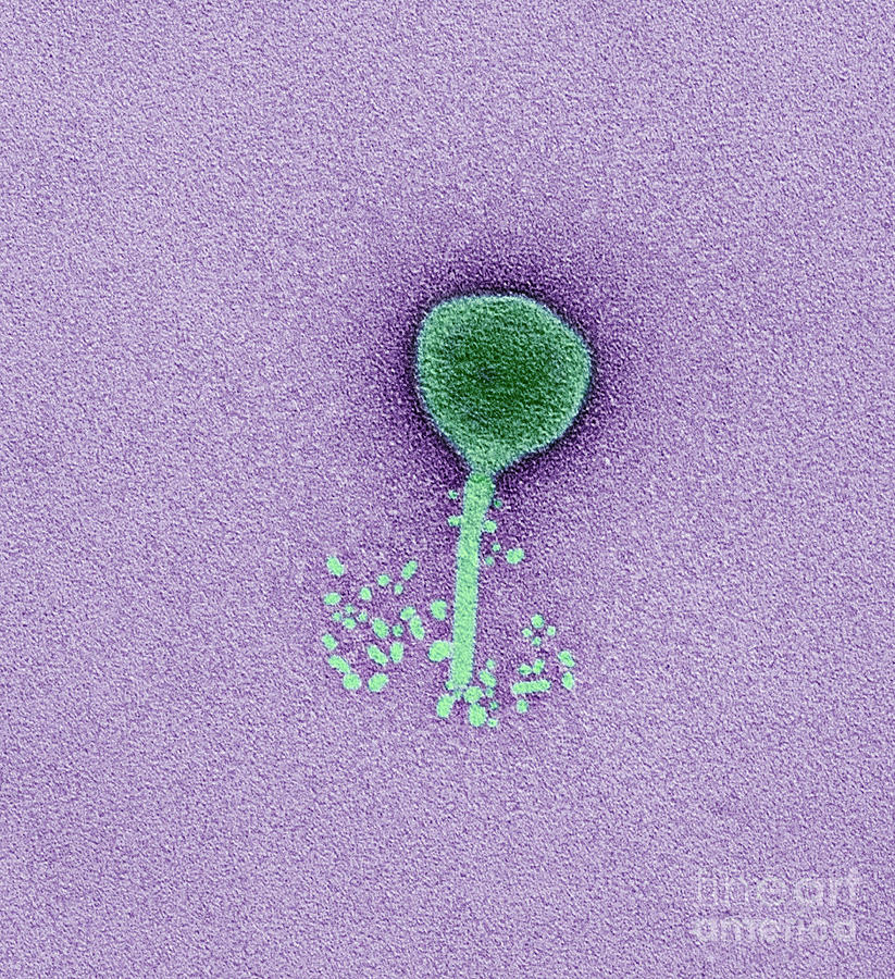 Pelagiphage Virus #1 Photograph by Thomas Deerinck, Ncmir/science Photo Library