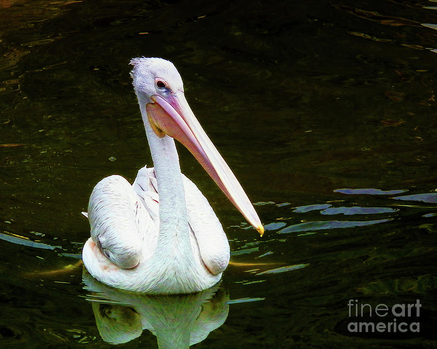 Pelican Art Photograph by Scott Cameron