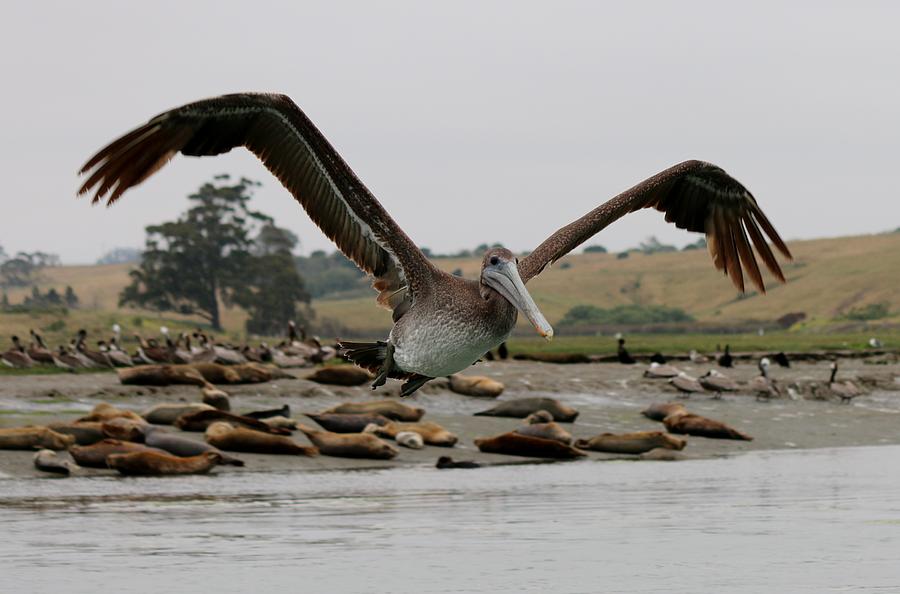 Pelican in Flight  #1 Photograph by Christy Pooschke