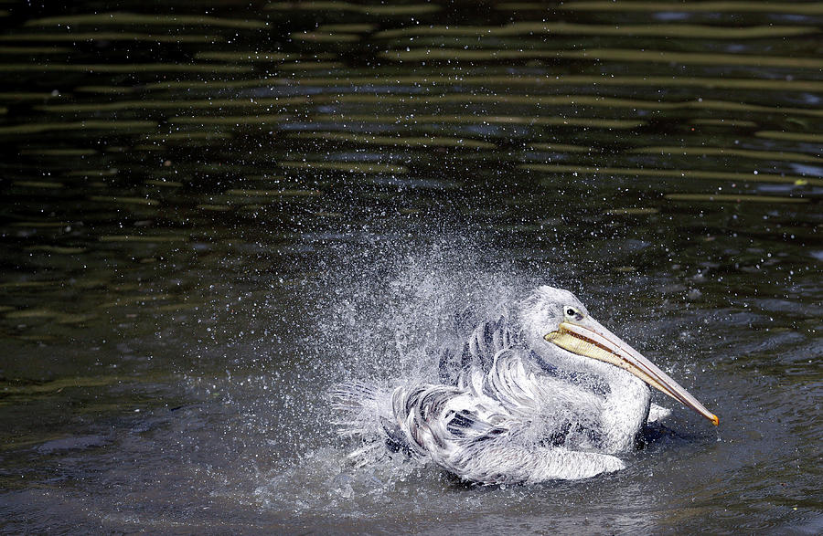 Pelican Takes a Dip in a Pond at Dvur Photograph by David W Cerny | Pixels