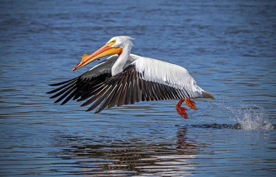 Pelican Taking Off Photograph