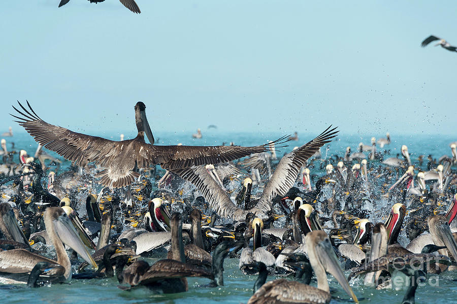 Pelican Photograph - Pelicans And Cormorants Feeding #1 by Christopher Swann/science Photo Library