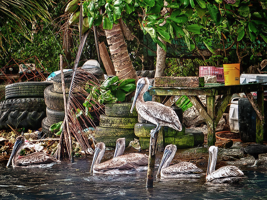 Pelicans Photograph by Jessica Levant