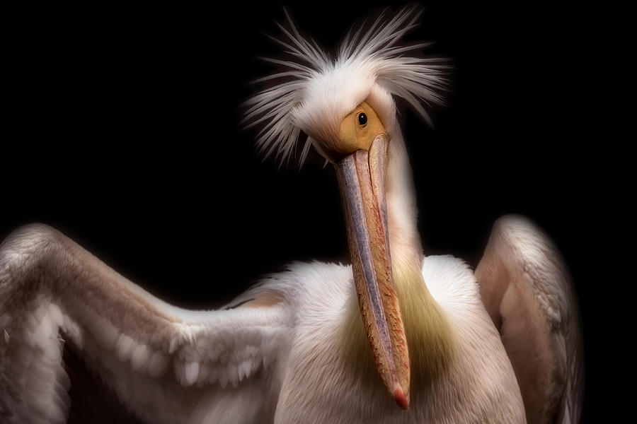 Pelicans Portrait #1 Photograph by Eiji Itoyama