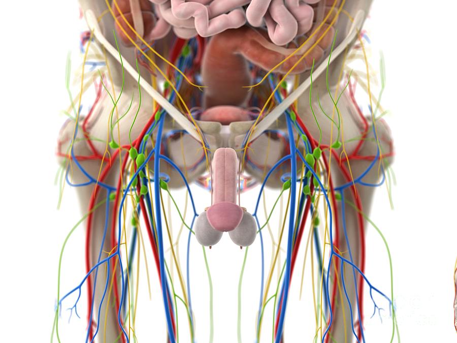 Pelvic Organs Photograph By Sebastian Kaulitzki Science Photo Library