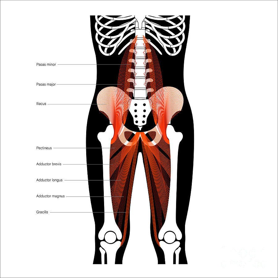 Skeleton Photograph - Pelvis Anatomy #1 by Pikovit / Science Photo Library