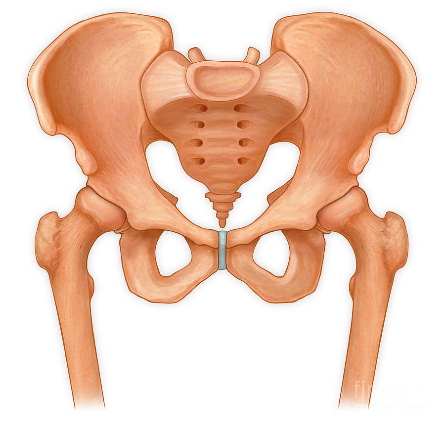 pelvic-floor-anatomy-absolute-health-wellness