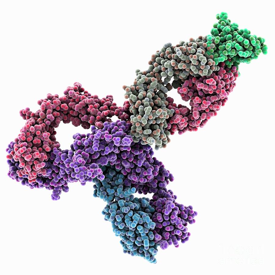Pembrolizumab Antibody Complex Photograph by Laguna Design/science