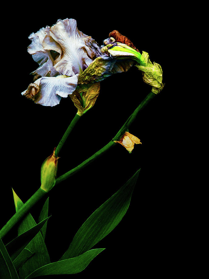 Iris Photograph - Penetrate the Magical by Cynthia Dickinson