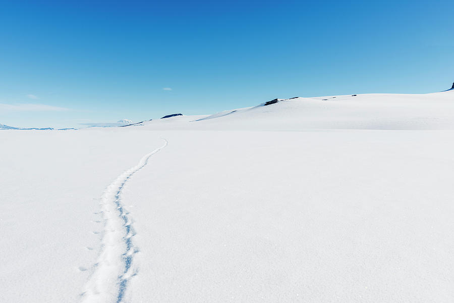 Penguin Tracks Photograph by Brian Stetson - Fine Art America