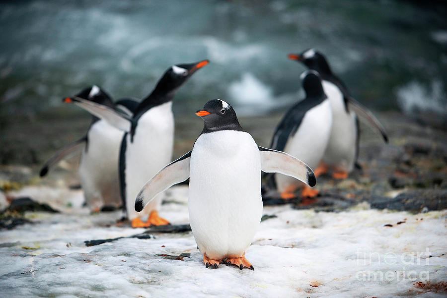 Penguins, Antarctica, 2022 Photograph By - Fine Art America