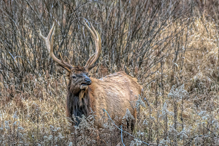Pennsylvania Elk #1 Photograph by Wade Aiken