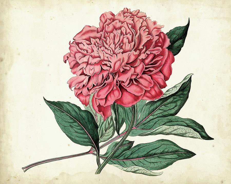 Flower Painting - Peony Garden II #1 by Curtis