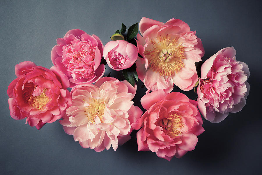 Peony No. 35 by Allison Trentelman Peony No. 35 by Allison Trentelman