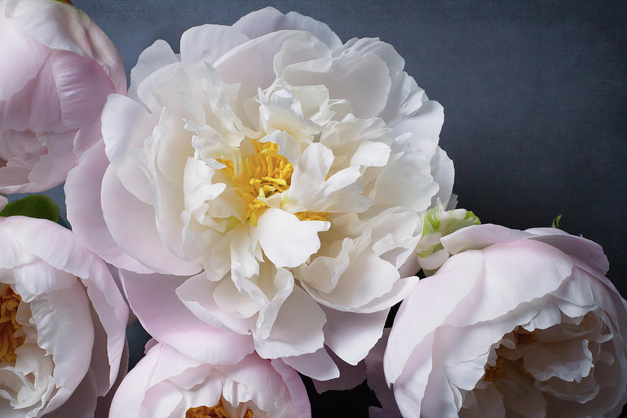 Peony No. 36 by Allison Trentelman Peony No. 36 by Allison Trentelman