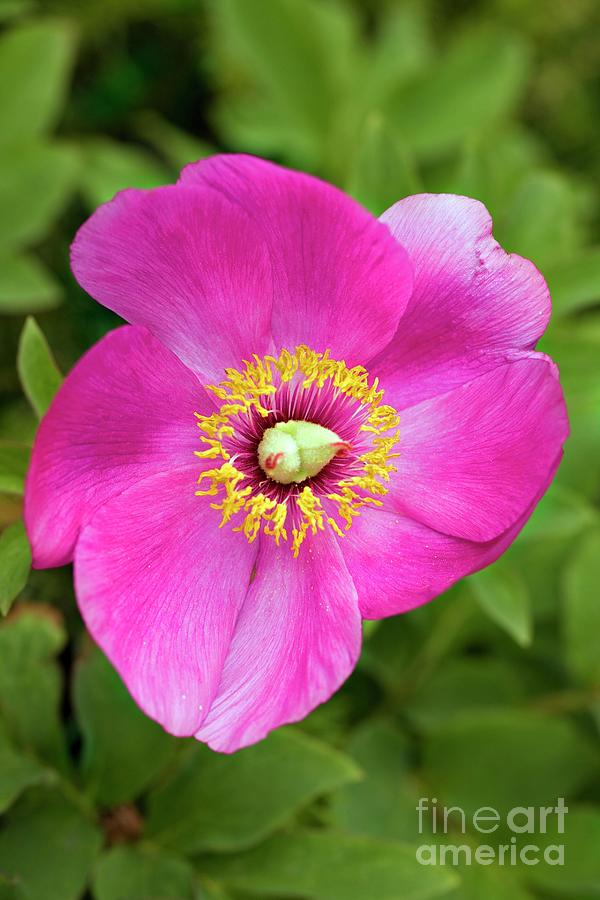 Peony (paeonia Sp.) #1 Photograph by Science Photo Library Peony (paeonia Sp.) #1 Photograph by Science Photo Library