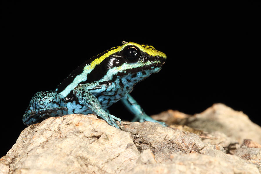 Peppered Poison Dart Frog #1 Photograph by David Kenny