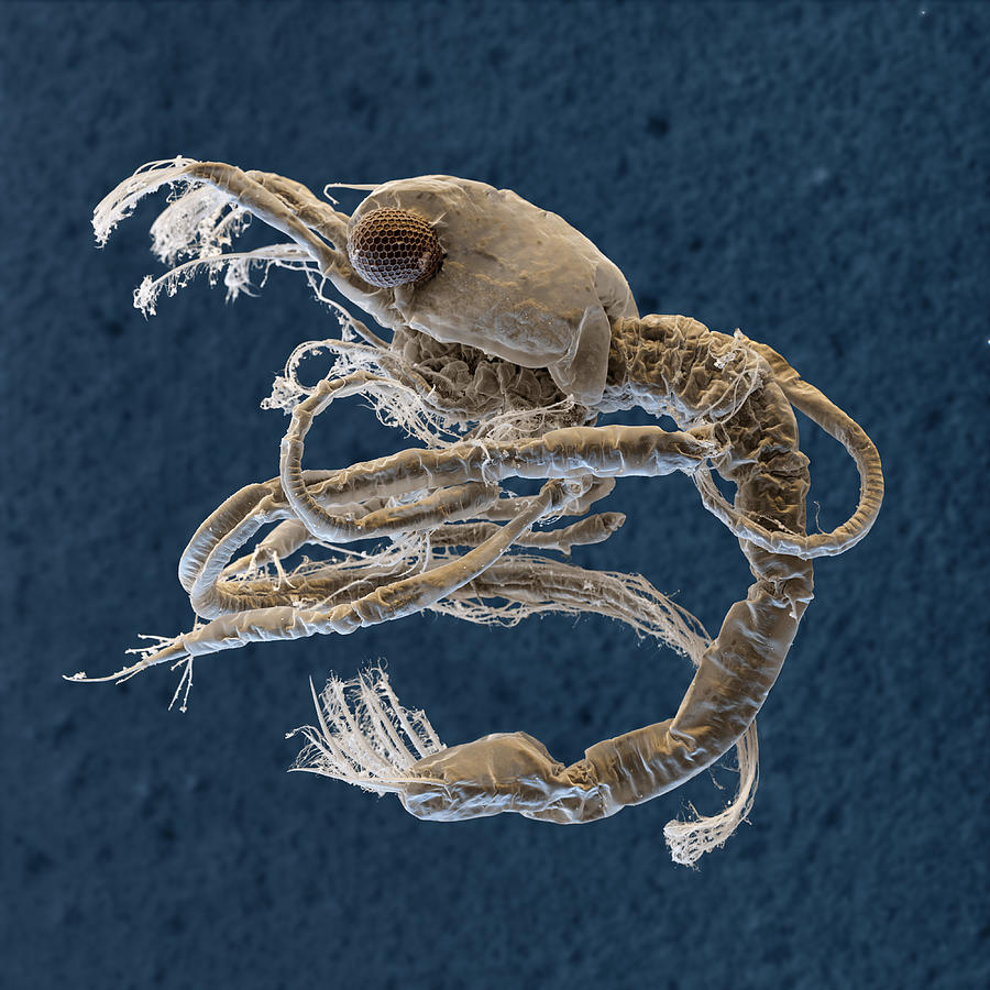 Peppermint Shrimp Larva, Sem #1 Photograph by Meckes/ottawa