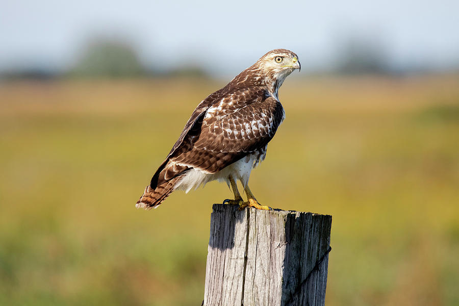 Perched Hawk #1 Photograph by Brook Burling