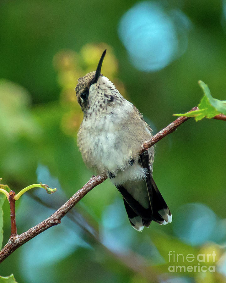 Perched Hummingbird #2 Photograph by Stephen Whalen