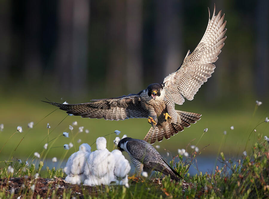 Peregrine Falcon Adult Landing At Nest With Chicks, Vaala #1 Photograph by Markus Varesvuo / Naturepl.com Peregrine Falcon Adult Landing At Nest With Chicks, Vaala #1 Photograph by Markus Varesvuo / Naturepl.com