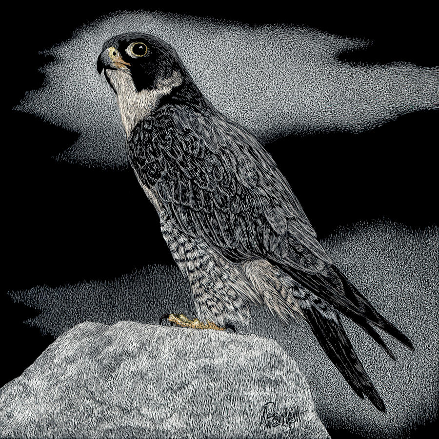 Peregrine Falcon #1 Drawing by Ann Ranlett