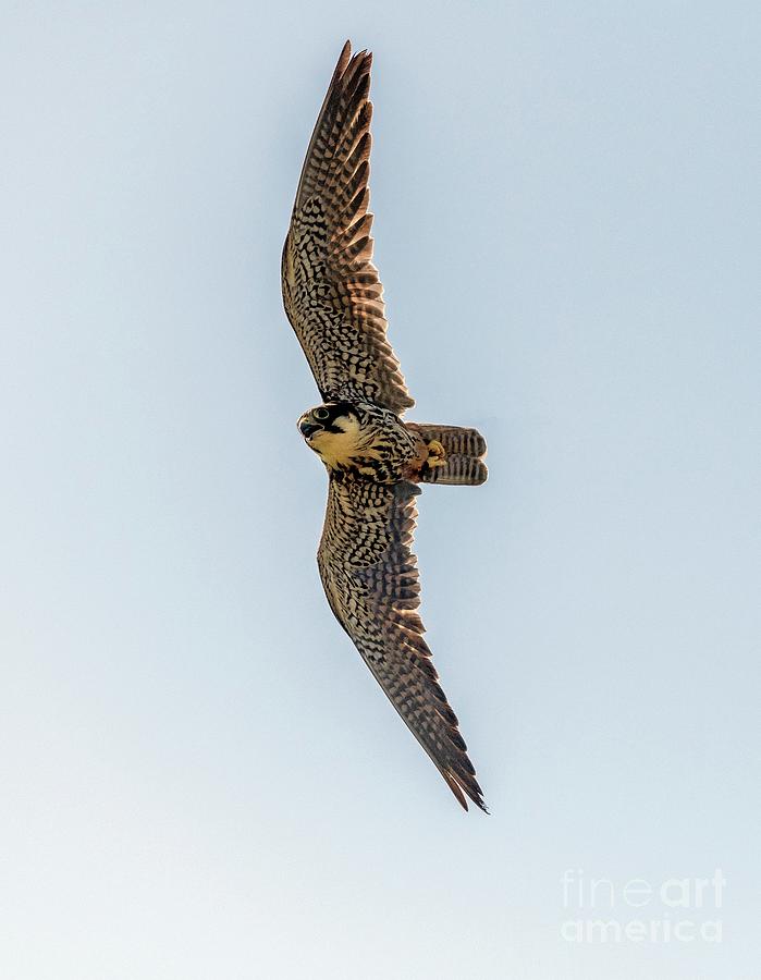 Peregrine Falcon #1 Photograph by Bob Gibbons/science Photo Library