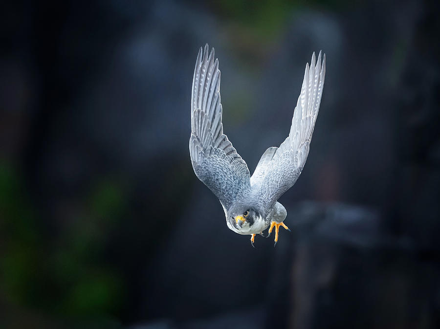 Falcon Photograph - Peregrine Falcon #1 by Tao Huang