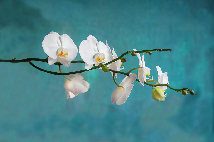 Perfect Phalaenopsis Orchid 106 #1 Photograph by Rich Franco