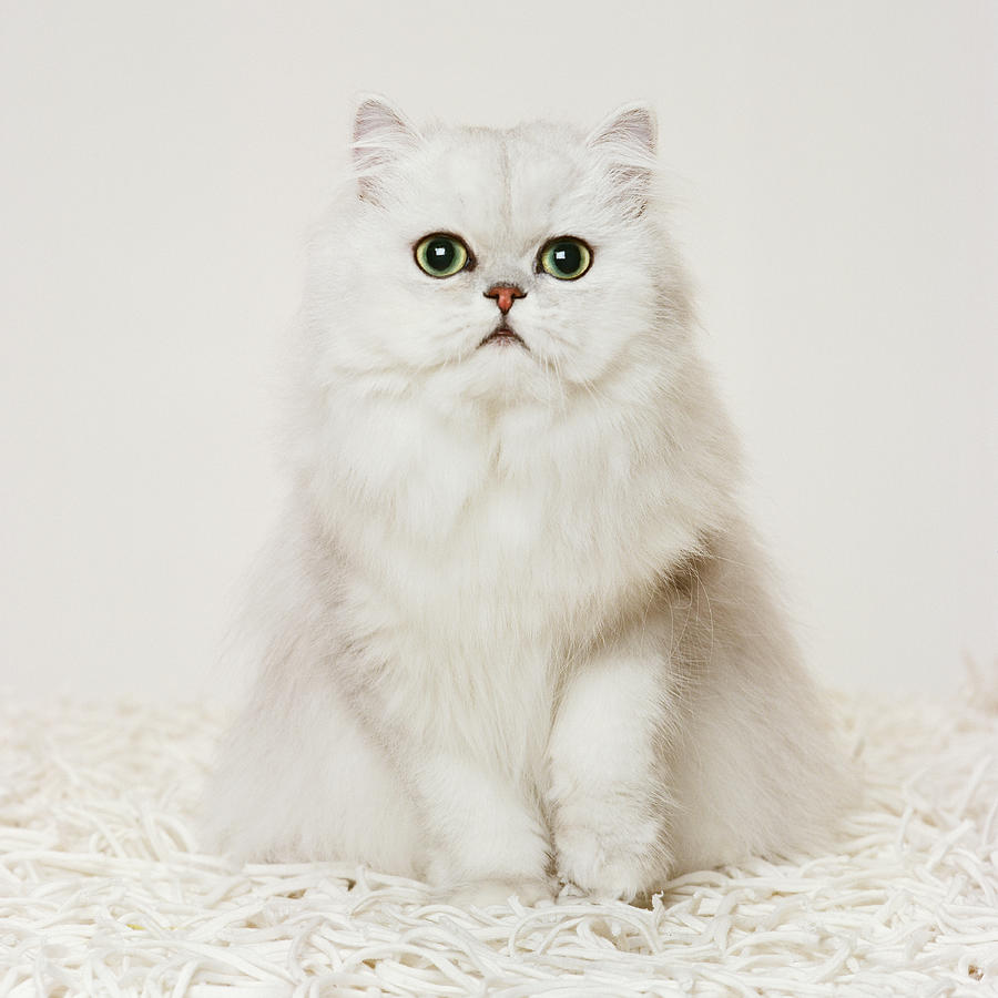 Persian Cat Sitting On White Rug Photograph by Gk Hart/vikki Hart Persian Cat Sitting On White Rug Photograph by Gk Hart/vikki Hart
