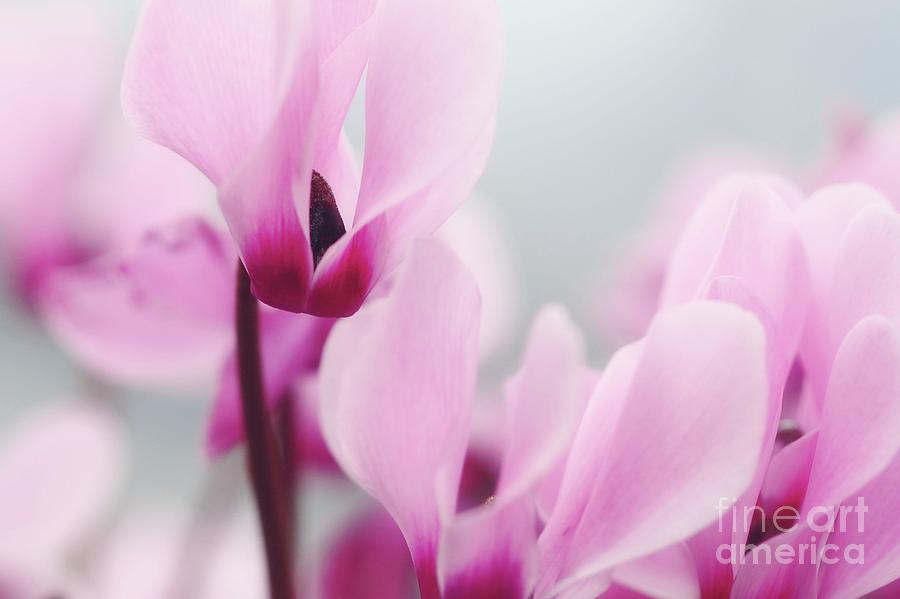 Close Up Photograph - Persian Violets (cyclamen Persicum) by Photostock-israel/science Photo Library Close Up Photograph - Persian Violets (cyclamen Persicum) by Photostock-israel/science Photo Library