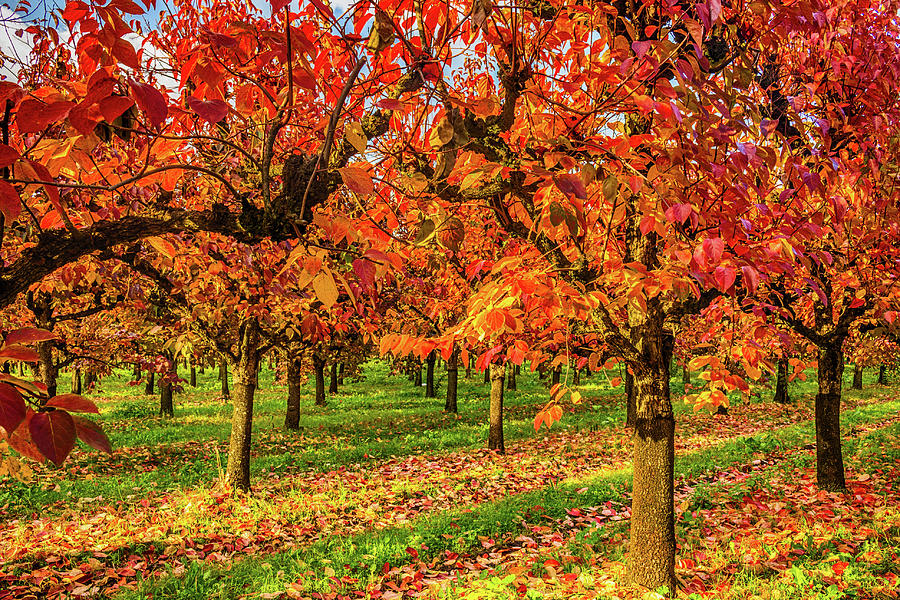 Fall Photograph - Persimmon Trees In Regular Files #1 by Vivida Photo PC