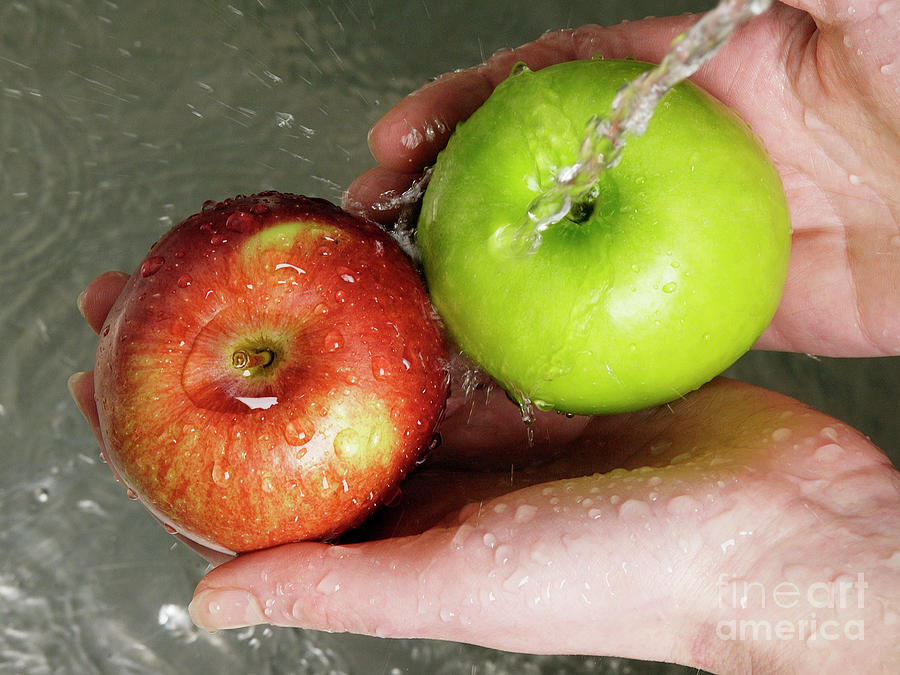 Person Washing Apples #1 Photograph by Uk Crown Copyright Courtesy Of Fera/science Photo Library
