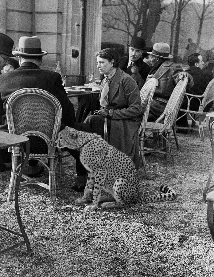 Pet Cheetah Photograph by Alfred Eisenstaedt
