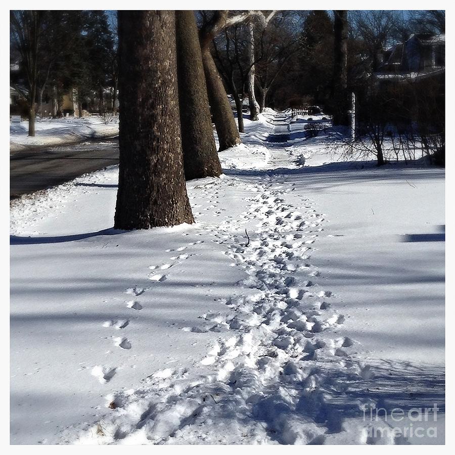Pet Prints in the Snow - Color Photograph by Frank J Casella