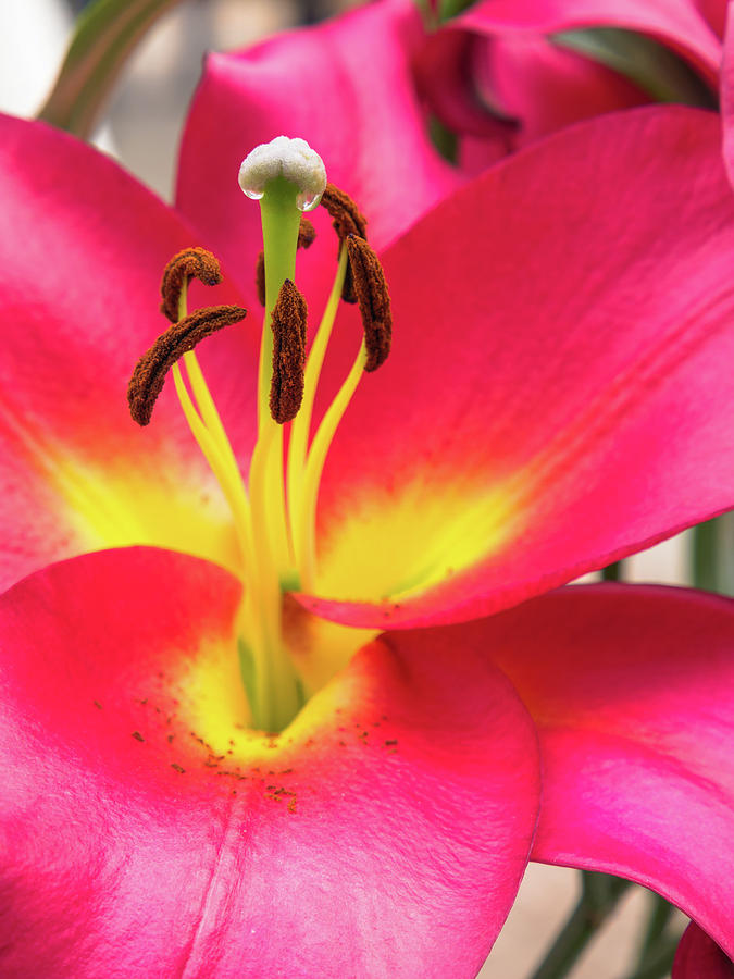 Petals, stigma and anthers of a pink lily #1 Photograph by Tosca Weijers