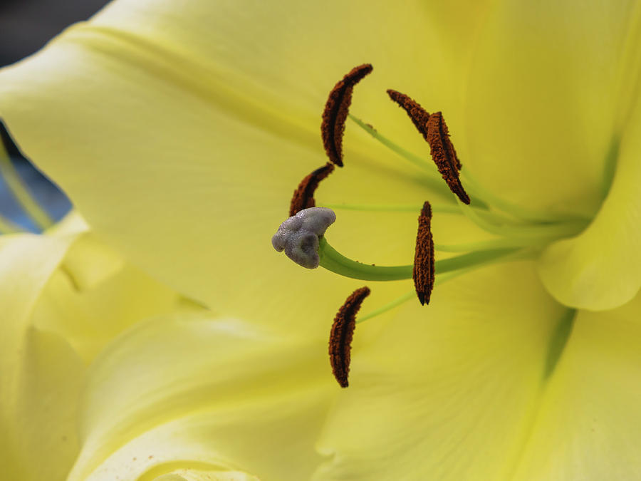 Petals, stigma and anthers of a yellow lily #1 Photograph by Tosca Weijers