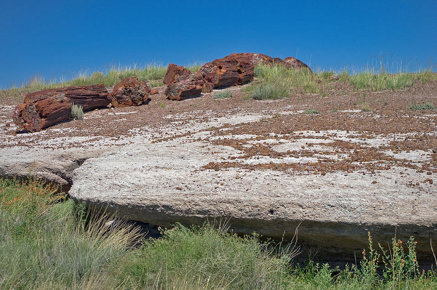 Petrified Forest National Park #1 Photograph by Images Of David Costa