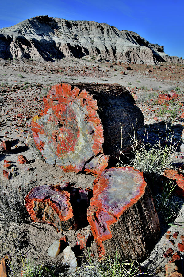 Petrified Forest NP in Arizona #1 Photograph by Ray Mathis