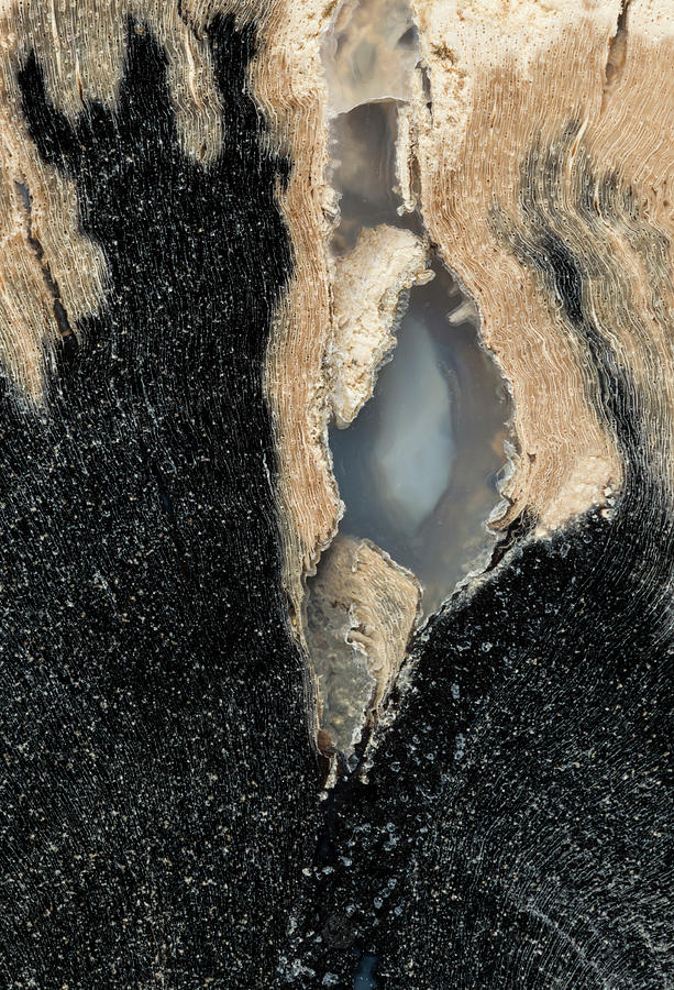 Petrified Wood Fossil, Closeup #1 Photograph by Mark Windom