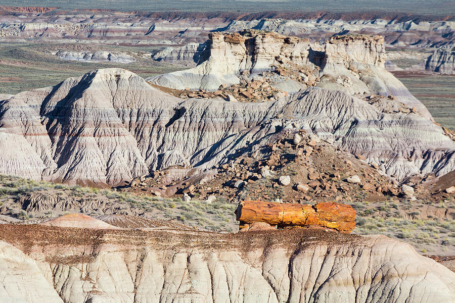 Petrified Wood In Badlands Landscape, Petrified Forest #1 Photograph by Juan Carlos Munoz / Naturepl.com Petrified Wood In Badlands Landscape, Petrified Forest #1 Photograph by Juan Carlos Munoz / Naturepl.com