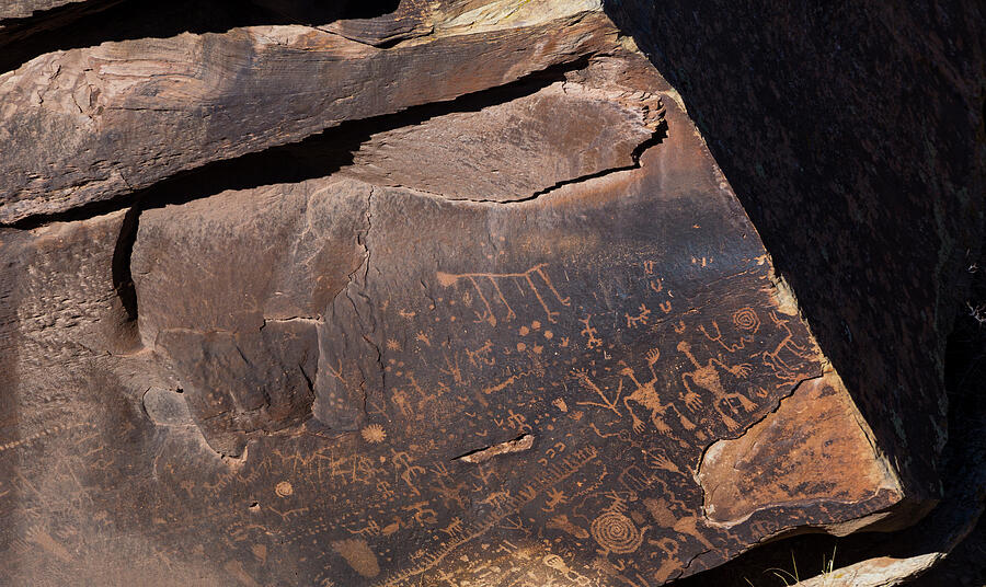 Petroglyphs On Rock Face, Petrified Forest National Park #1 Photograph by Juan Carlos Munoz / Naturepl.com Petroglyphs On Rock Face, Petrified Forest National Park #1 Photograph by Juan Carlos Munoz / Naturepl.com