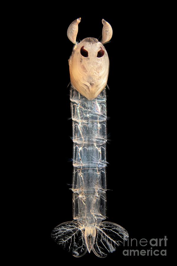 Phantom Midge Pupa #1 Photograph by Frank Fox/science Photo Library
