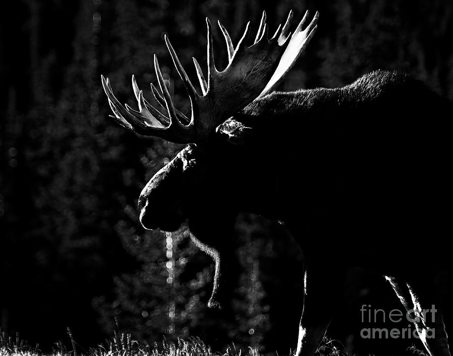 Phantom of the Forest Photograph by Jim Garrison