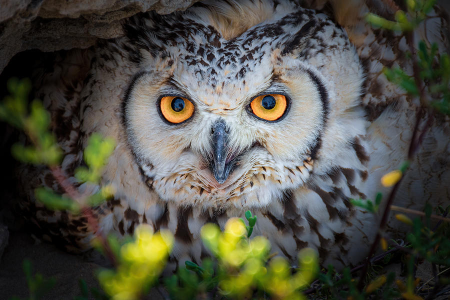 Pharaoh Eagle Owl #1 Photograph by Ahmed Elkahlawi