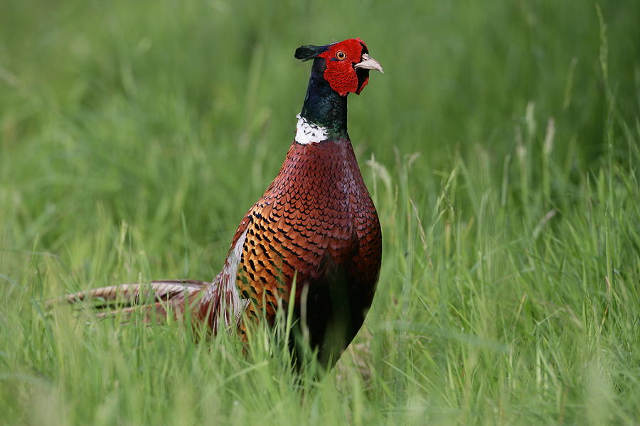 Pheasant #1 Photograph by Nhpa